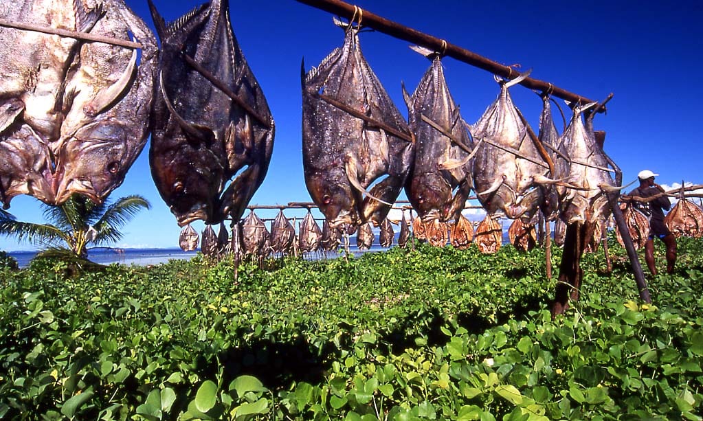 Fish drying in the open air. Sun drying is the oldest preservation technique and remains in widespread use where climate permits.