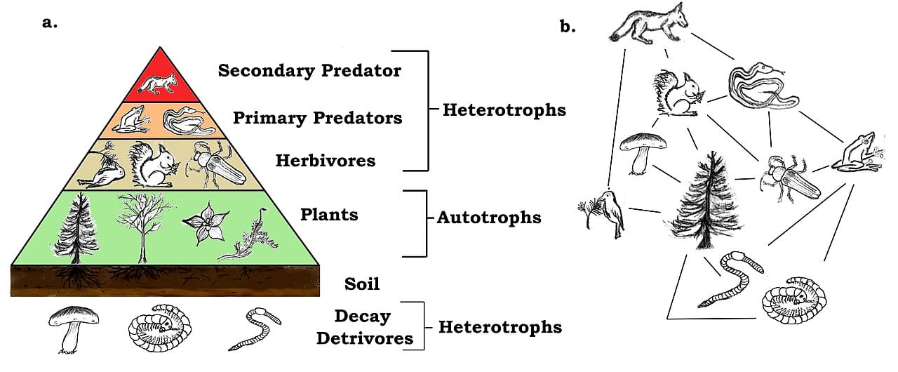 Energy flow between trophic levels. Roughly a tenth of the energy at one level becomes available at the next, which is the constraint that determines how ecosystems are shaped.
