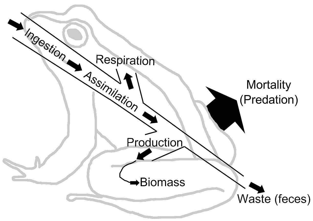 Energy flow through a single consumer. Most of what is eaten is spent on respiration or is not assimilated, and only a small fraction becomes new tissue available to the next level.