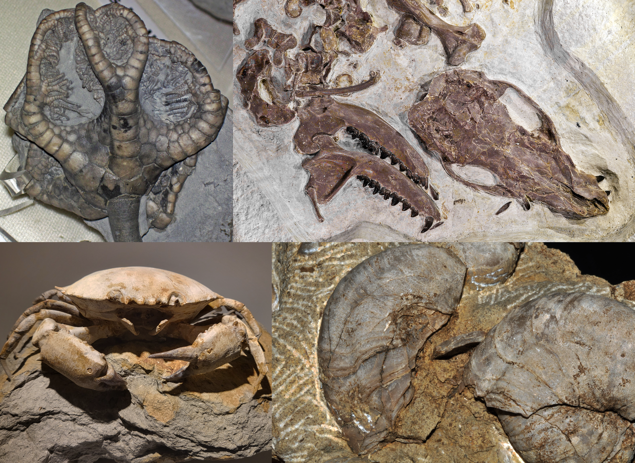 Diversity in the fossil record over time. What the record shows is the product both of what lived and of what conditions allowed to be preserved.