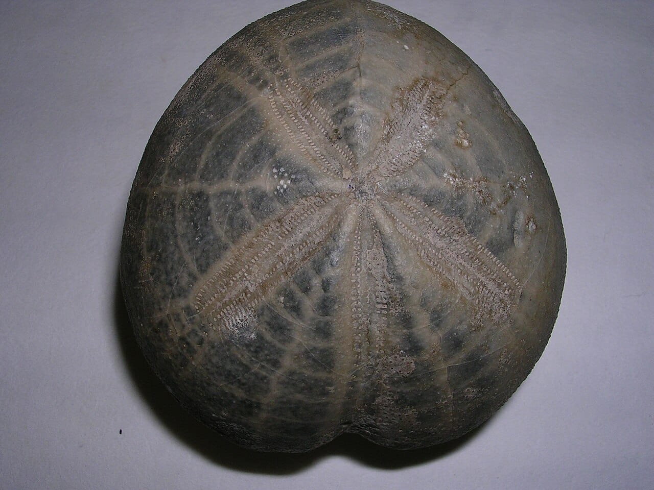 A fossil sea urchin. Marine invertebrates with hard parts are the best represented group by a wide margin, which shapes what the record can and cannot show.