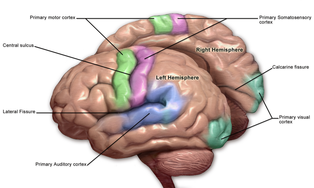 Cortical hierarchy. Predictive processing accounts for the dominance of descending connections, which carry predictions downward while only errors travel upward.