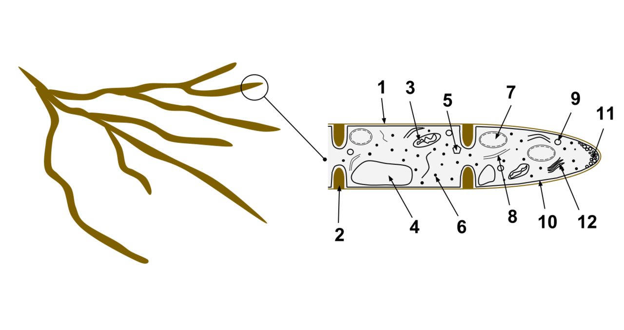 Fungal hyphae. The body of a fungus is a network of these threads growing through its food source, and what appears above ground is only the reproductive structure.