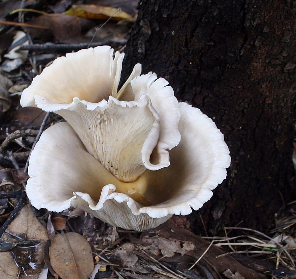 A bioluminescent fungus. Light production has evolved independently in several fungal lineages, and its function is not settled.