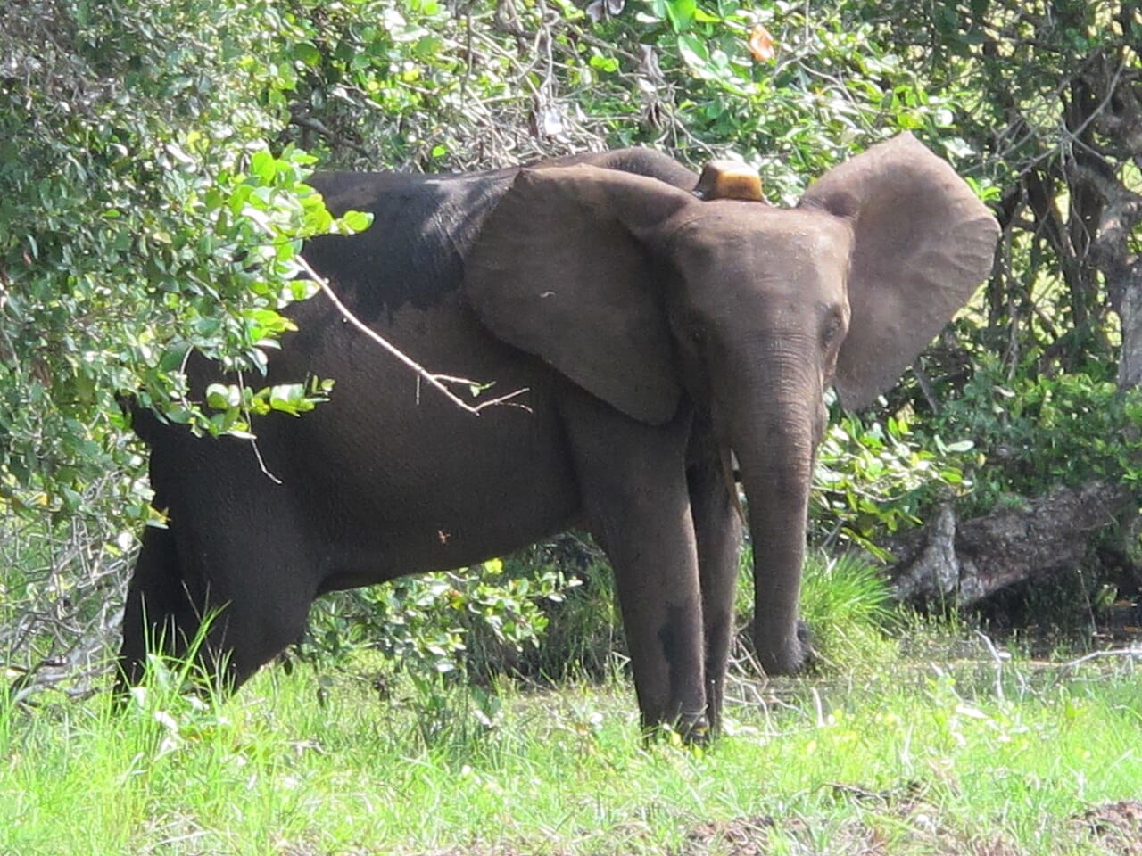 A forest elephant on the beach at Loango National Park, where the rainforest meets the Atlantic. Gabon's vast, well-protected forests shelter forest elephants, gorillas, and other wildlife, making it one of Africa's last great natural sanctuaries.
