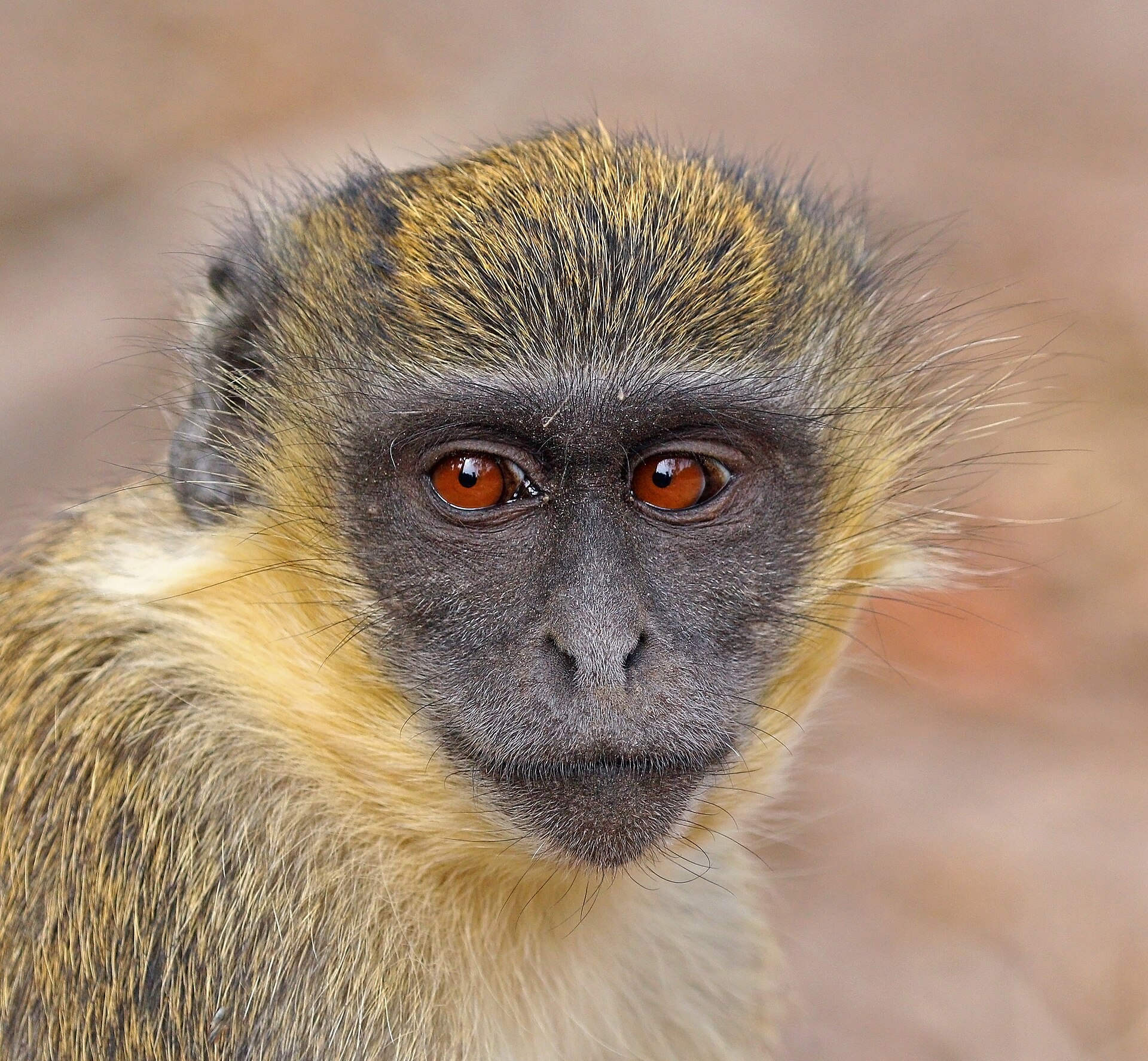 A green monkey; the Gambia's accessible wildlife and birdlife help draw visitors to the Smiling Coast. Credit: Charles J. Sharp (CC BY-SA 4.0).