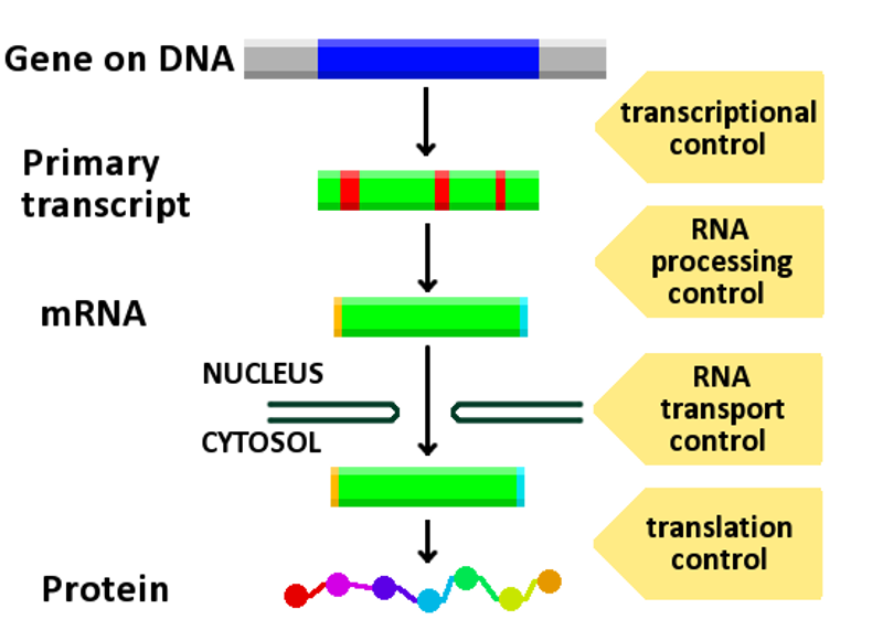 Points at which gene expression can be controlled. Regulation occurs at every stage from access to the DNA through to the fate of the finished protein.