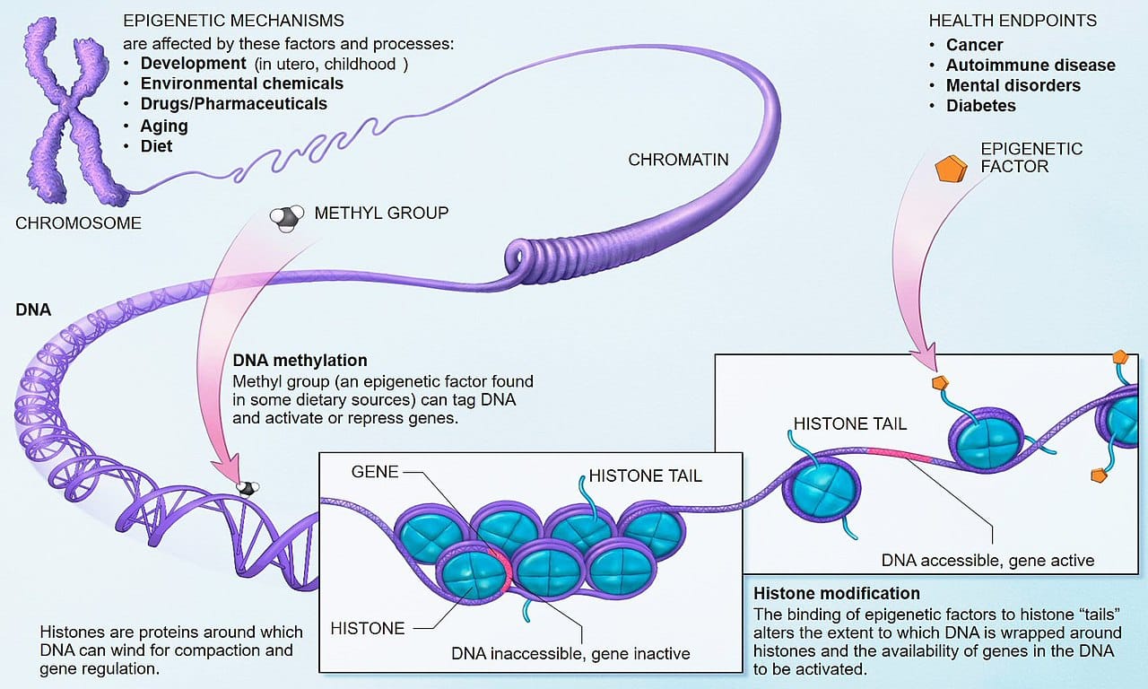 Chemical modification of DNA and its packaging. Marks of this kind alter which regions can be read and are heritable through cell division, which is how cell identity is maintained.