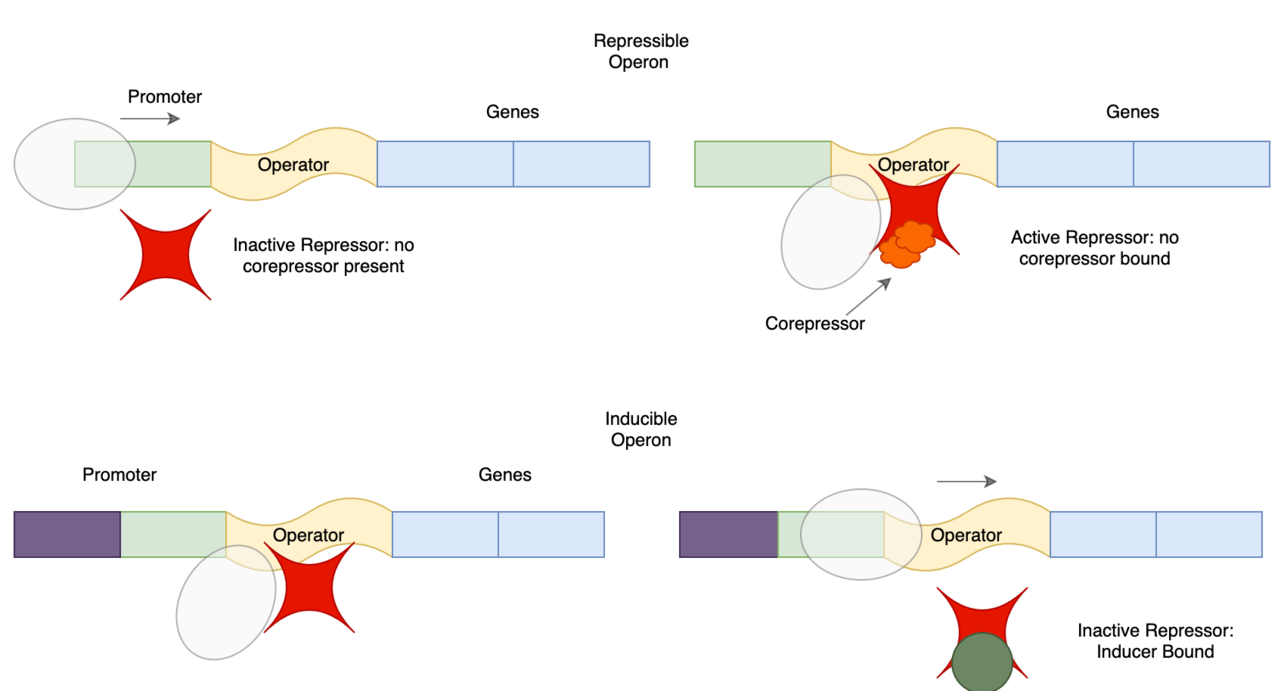 Inducible and repressible control. A gene switched on when its substrate is present, or off when its product accumulates, was the first regulatory logic described.