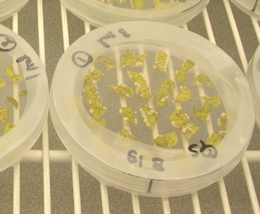 Transformation using Agrobacterium. The bacterium naturally transfers DNA into plant cells, and the technique adapts that mechanism to insert a chosen sequence.