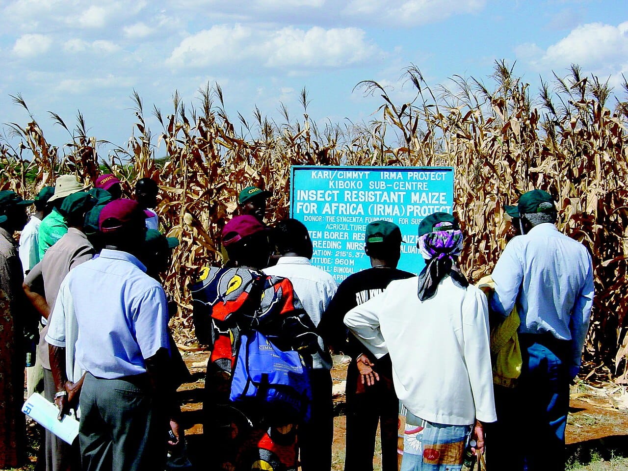 Insect-resistant maize. The plant produces a bacterial protein toxic to specific insect larvae, which reduces insecticide application substantially.