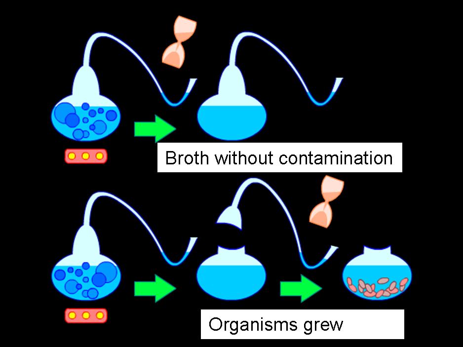 Pasteur's swan-neck flask experiment disproved spontaneous generation and supported germ theory.