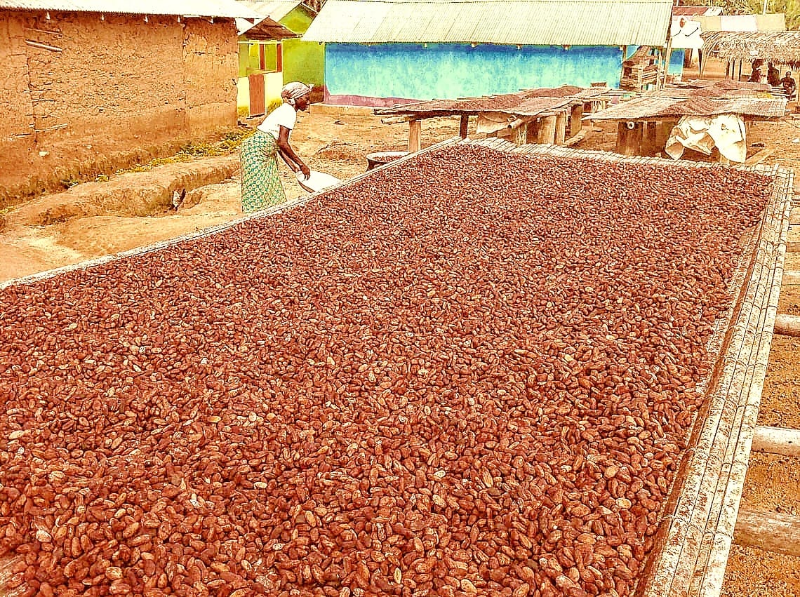 Cocoa beans drying in the sun at Mpenkro. Ghana is among the world's largest cocoa exporters, and the crop is grown chiefly by smallholders on small forest-belt plots, which makes the rural economy unusually sensitive to disease, weather, and world prices.