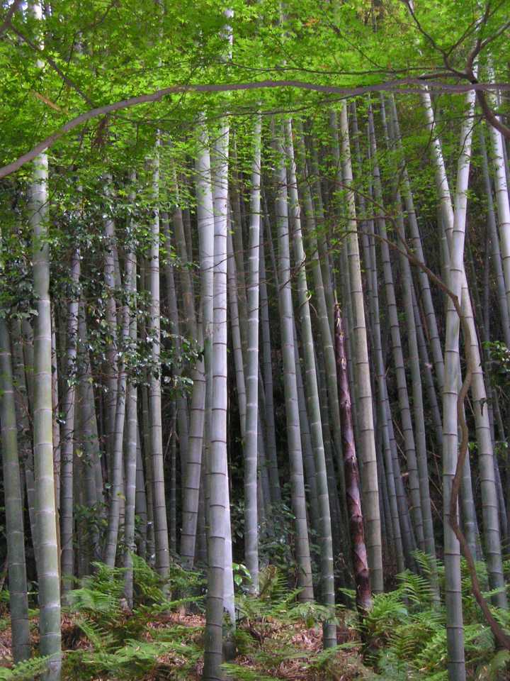 Bamboo forest. Pandas eat several bamboo species and switch between them and between plant parts through the year, following the nutritional peaks of shoots, leaves and culms.