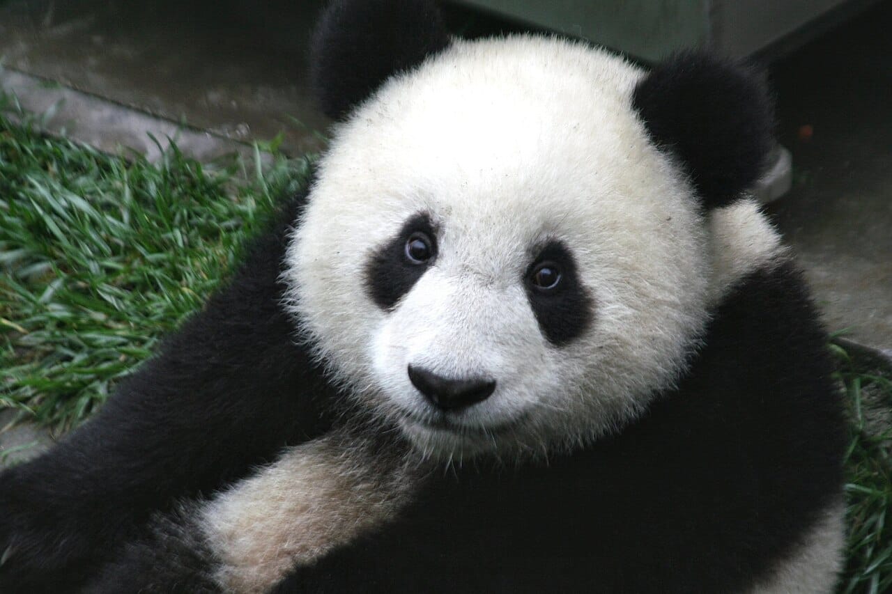 A panda cub. Newborns weigh around 100 grams, roughly a nine-hundredth of the mother's weight, and are born pink, blind and almost hairless.