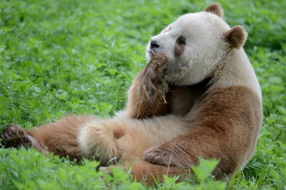 The rare Qinling panda, a subspecies with a brown-and-white rather than black-and-white coat. Credit: AilieHM (CC BY-SA 4.0).