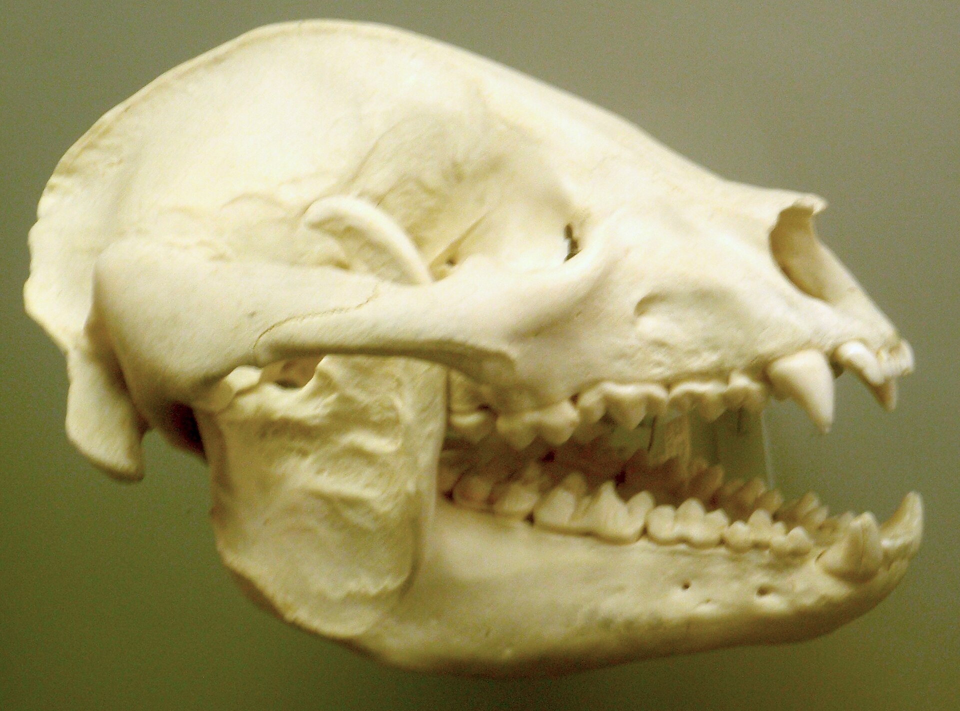 The skull of a giant panda, with broad, powerful jaws and large molars adapted for crushing bamboo. Credit: ZeWrestler (CC BY-SA 3.0).