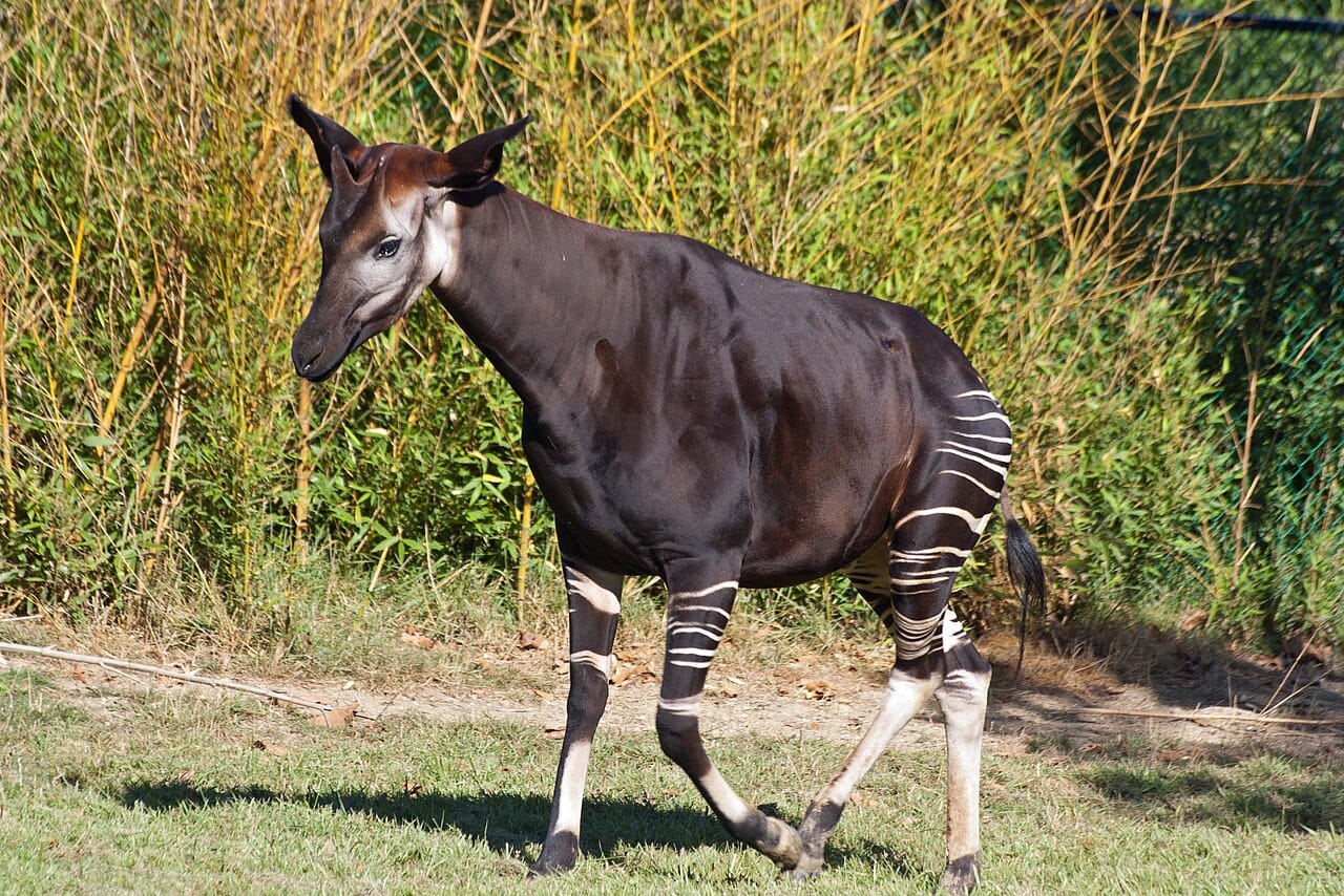 An okapi, the only other living giraffid. It lives in the rainforest of the Democratic Republic of the Congo, was unknown to science until 1901, and has the same skin-covered ossicones and long dark prehensile tongue.