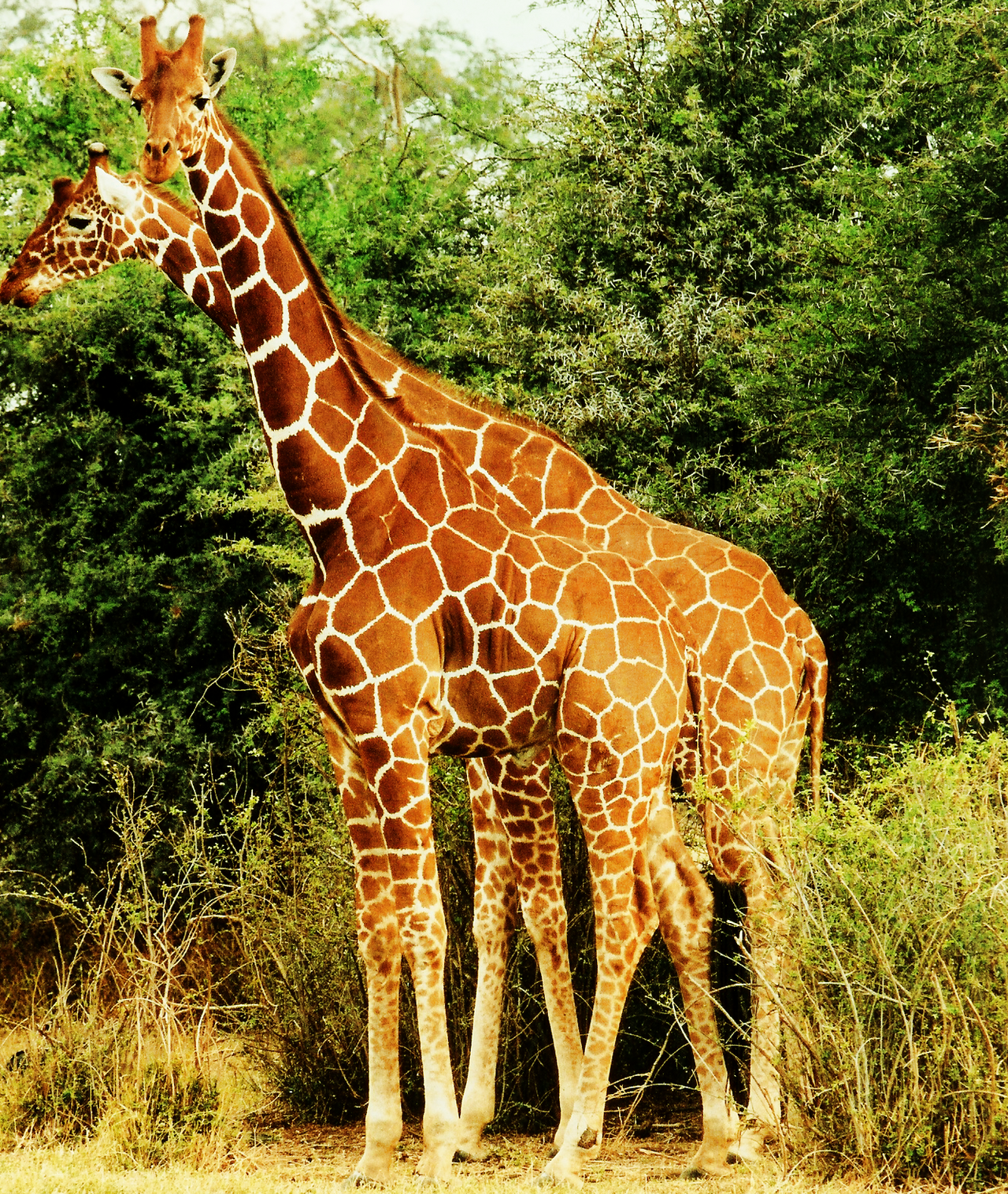 Two giraffes in Kenya. In male contests the neck is swung so the heavy skull strikes the rival, and selection on neck and skull mass is the core of the sexual-selection explanation.
