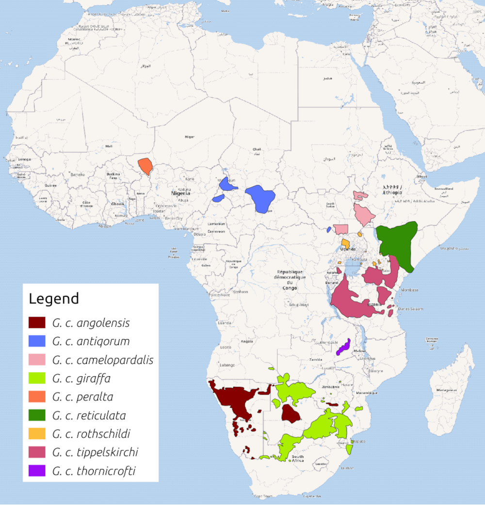 The distribution of the giraffe across Africa, now broken into scattered and shrinking populations. Credit: BhagyaMani (CC BY-SA 4.0).