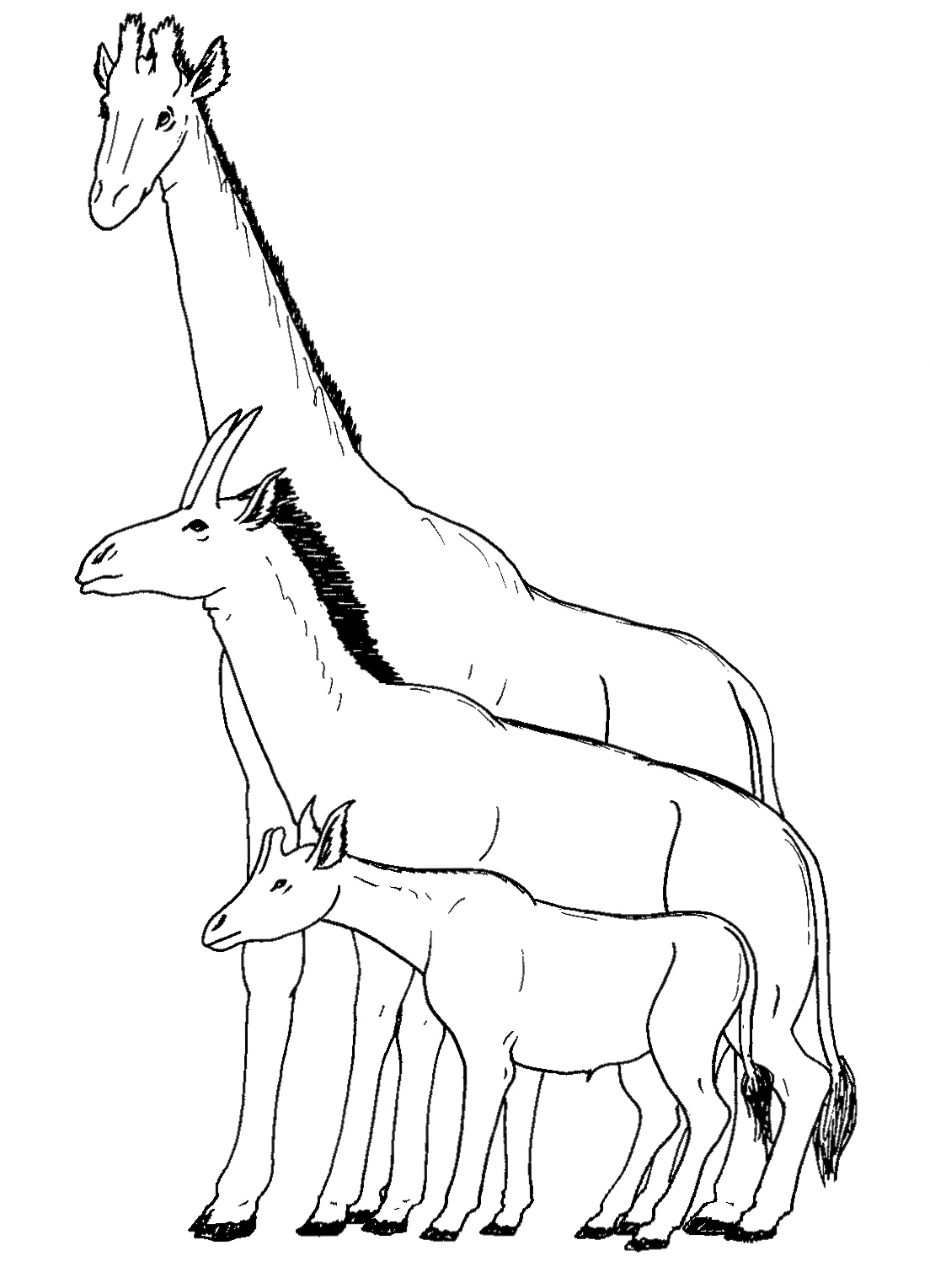 A comparison of the giraffe with extinct relatives such as Samotherium, showing how the long neck evolved. Credit: Apokryltaros (CC BY-SA 4.0).