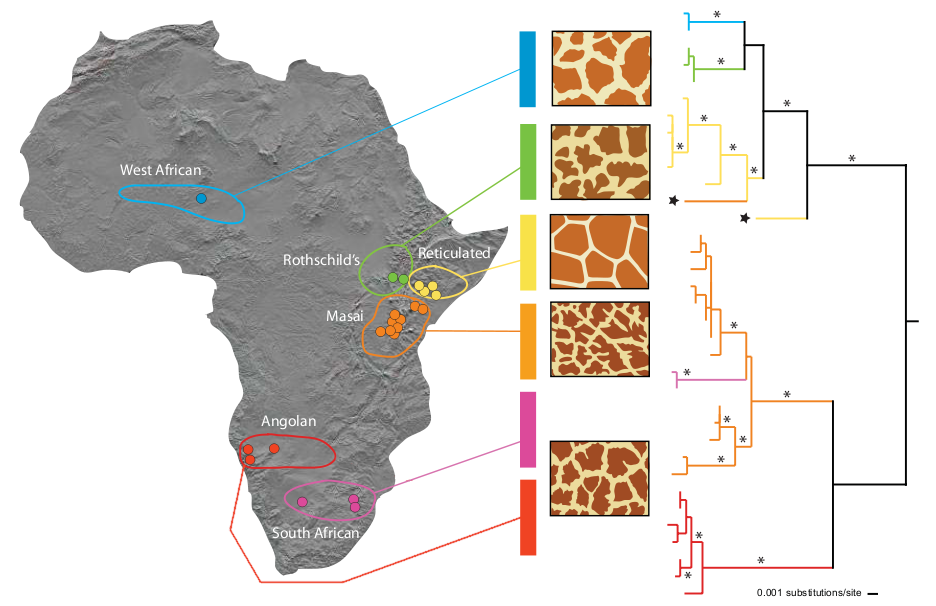 Genetic subdivision among giraffe populations based on sequence data. The depth of separation between some groups is what drives the multi-species proposal.