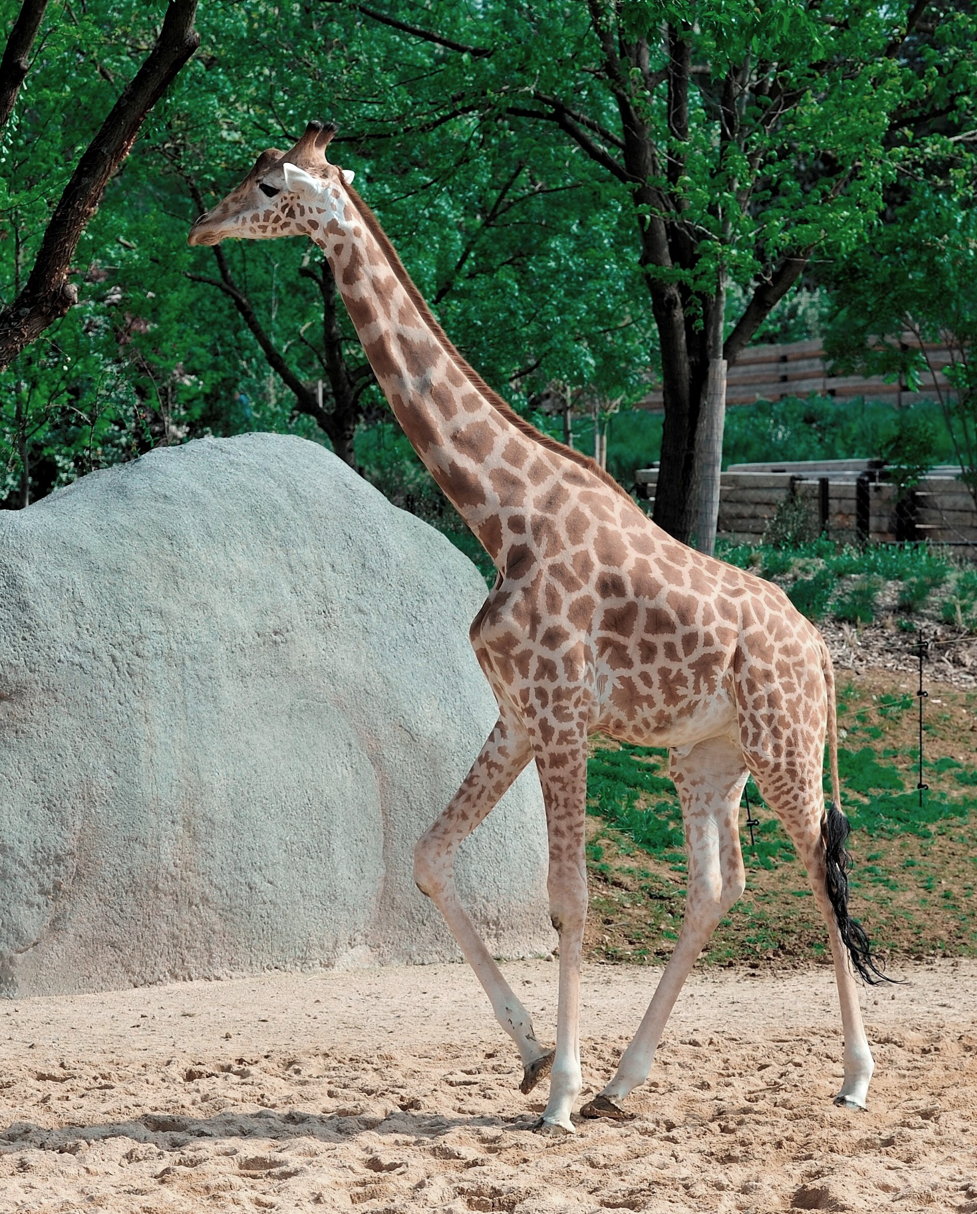 A giraffe browsing; its long neck and legs let it reach leaves far beyond the reach of other animals. Credit: Rog01 from France (CC BY-SA 2.0).