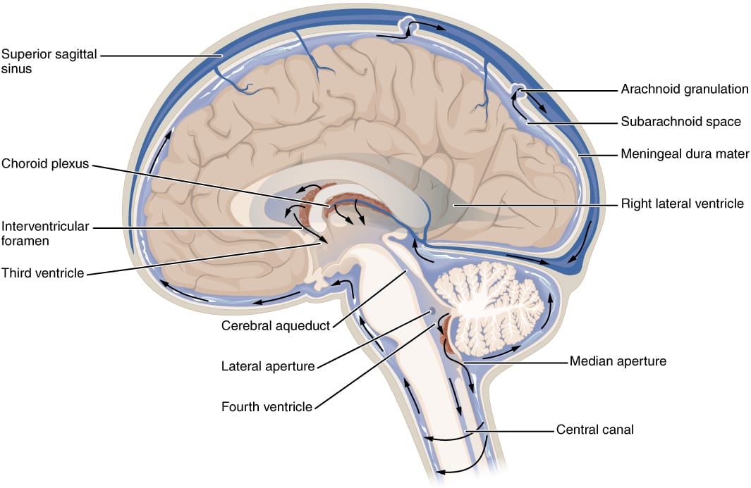 Cerebrospinal fluid circulation. The hypothesis proposes that this fluid enters brain tissue along arteries and exits along veins, carrying metabolic waste out.