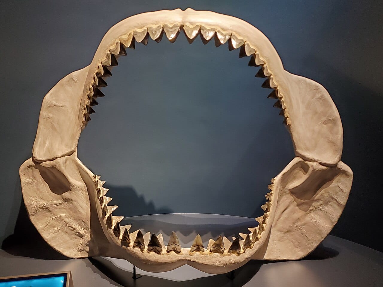 A reconstructed jaw of Otodus megalodon. Reconstructions of this kind exaggerate the gape, but the animal was genuine and very large, with teeth over 17 centimetres.