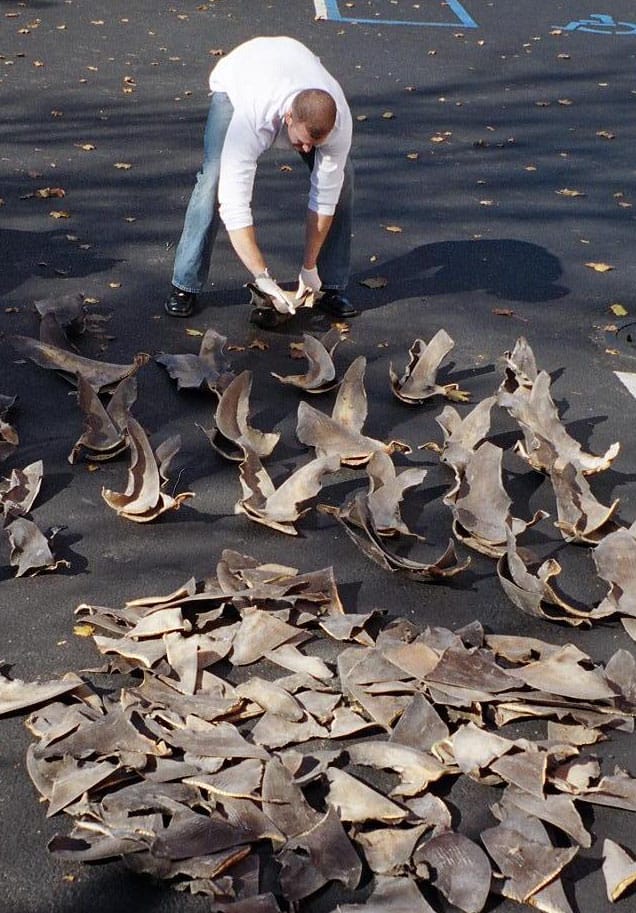 Shark fins drying. Finning removes the fins and discards the living animal, and although it is now banned in many jurisdictions the trade in fins continues legally in others.