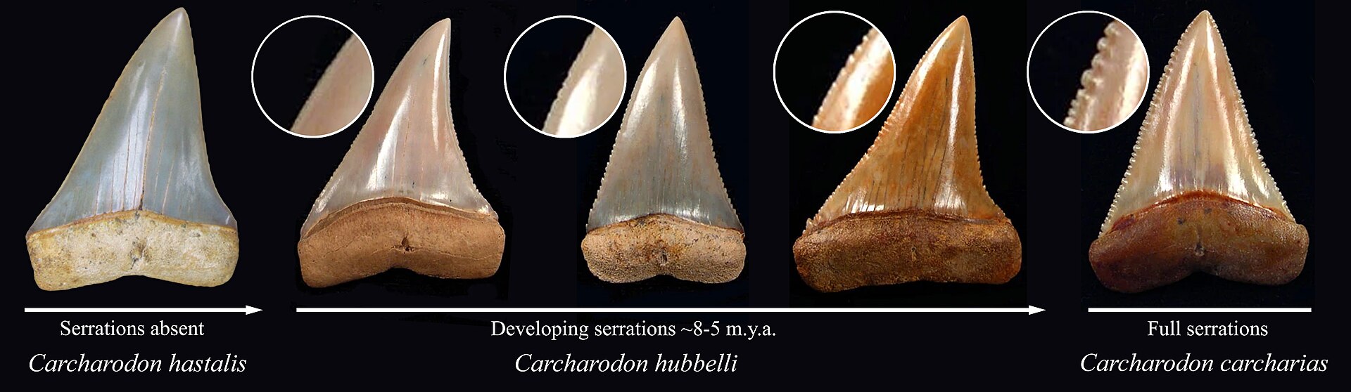 A diagram of the proposed evolution of the great white's teeth from a mako-like ancestor. Credit: Diagram is Own work of uploader. Derived image authors from left to right: SaberrexStrongheart (CC-BY-SA) Meghunter99 (Public domain) Meghunter99 (Public domain) Meghunter99 (Public domain) Meghunter99 (Public domain) (CC BY-SA 4.0).