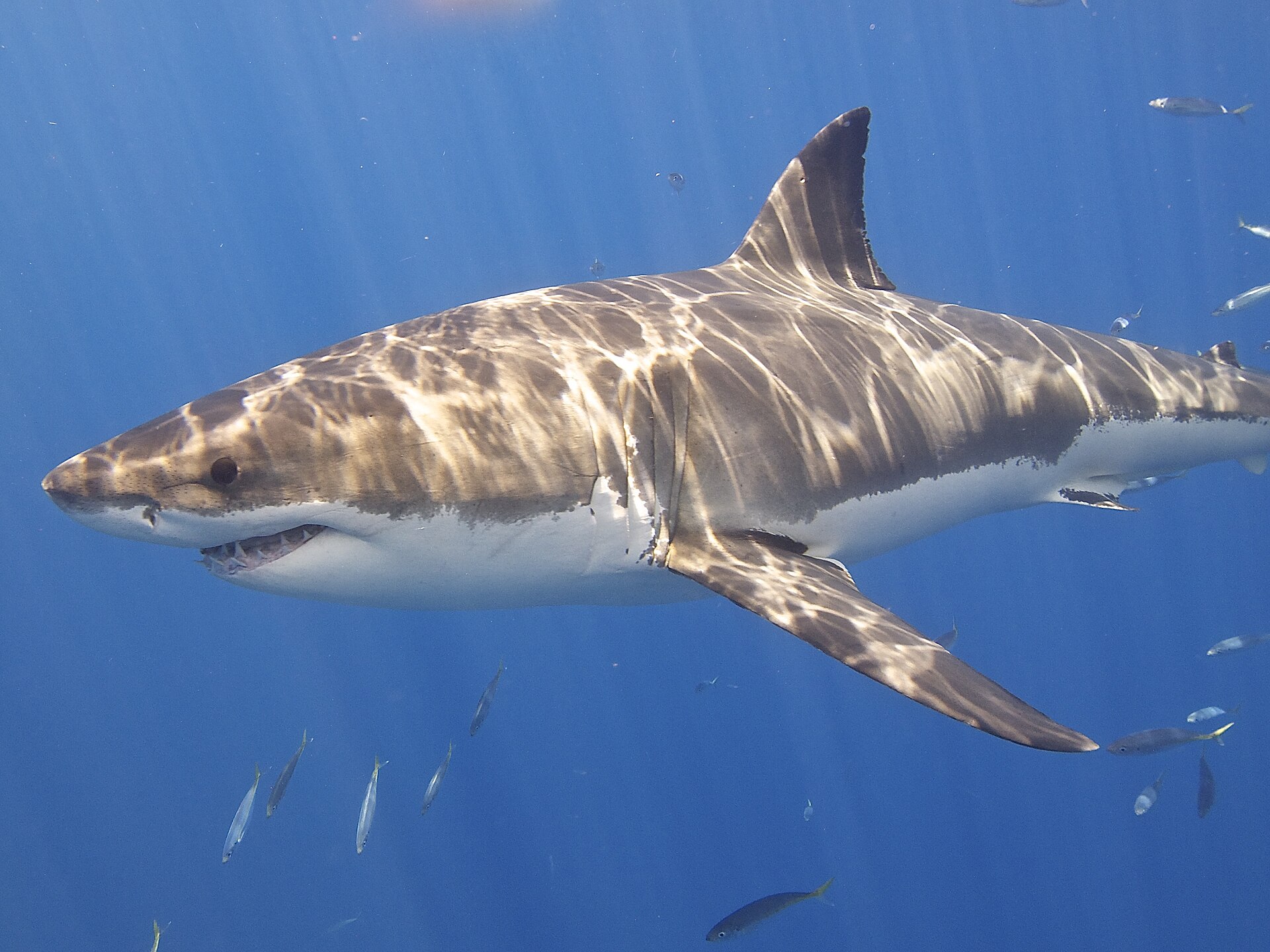 A great white shark cruising coastal waters, its countershaded body built for ambush. Credit: Elias Levy (CC BY 2.0).