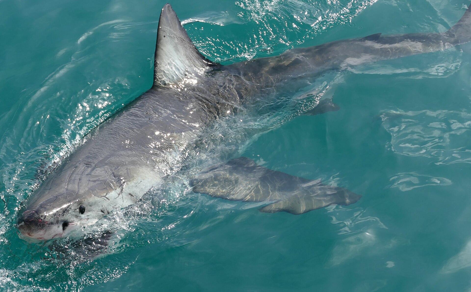 A great white breaching while hunting near Gansbaai, South Africa. Credit: Bernard DUPONT from FRANCE (CC BY-SA 2.0).
