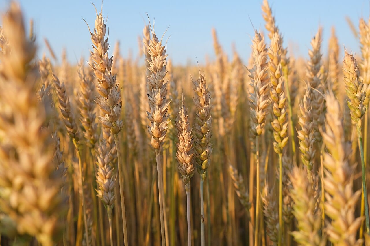 A wheat field. Semi-dwarf varieties put additional growth into grain rather than stem, which is what allowed heavy fertiliser use to raise yields instead of flattening the crop.