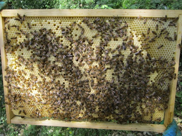 A bee colony. Sterile workers were the central puzzle, and haplodiploid relatedness together with the reproductive interests of a shared queen resolves most of it.