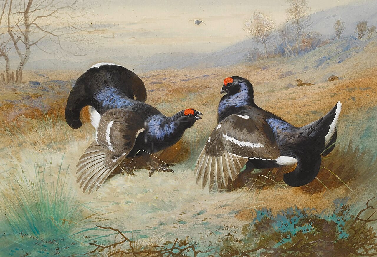 A lek, where males display competitively. Restraint for the good of the group was the version of the hypothesis that Williams refuted decisively in 1966.