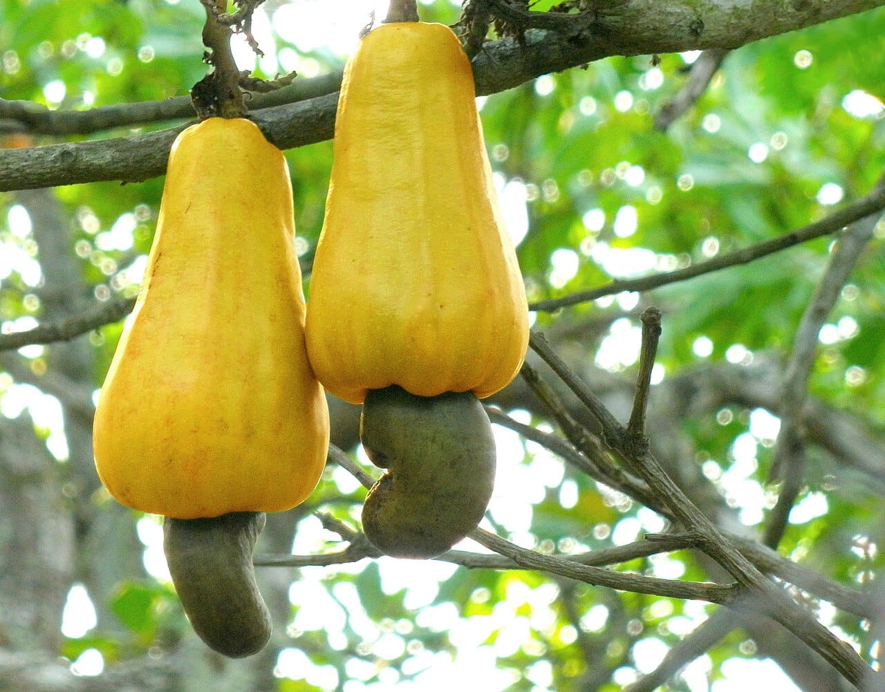 Cashew apples, each bearing a single nut. The cashew is overwhelmingly Guinea-Bissau's leading export, so dominant that the whole economy rises and falls with its price, leaving the country dangerously dependent on a single crop.