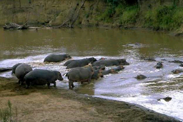 Badiar National Park in the savanna of northern Guinea. The country's landscapes range from Atlantic coast and highland to dry savanna and southeastern rainforest, sheltering a variety of wildlife.