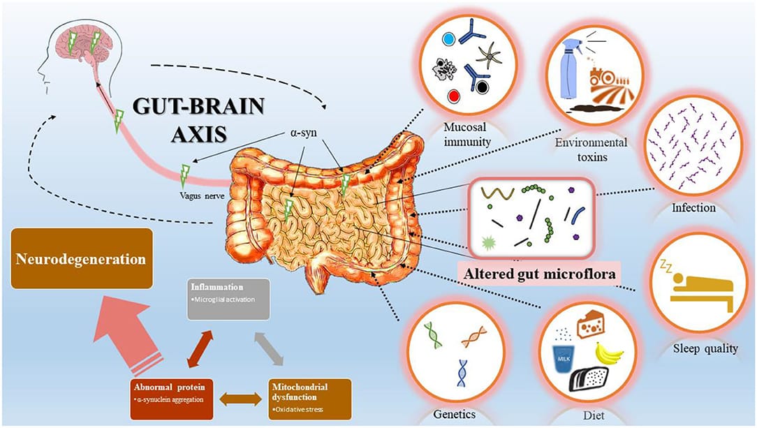 The gut-brain axis. Communication runs through the vagus nerve, the immune system, hormones and microbial metabolites, and the pathways themselves are not in dispute.