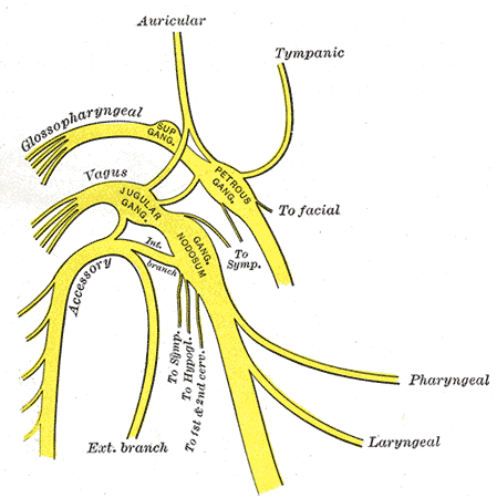 The vagus nerve. It carries more fibres from gut to brain than from brain to gut, which is the anatomical basis for the communication and not evidence about what the microbes do.