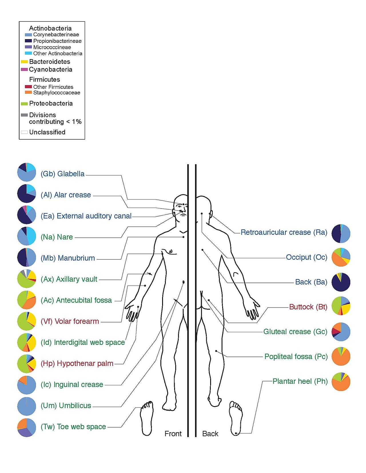 Bacterial communities of the human body. Composition varies enormously between individuals, which is one reason associating it with a diagnosis is difficult.