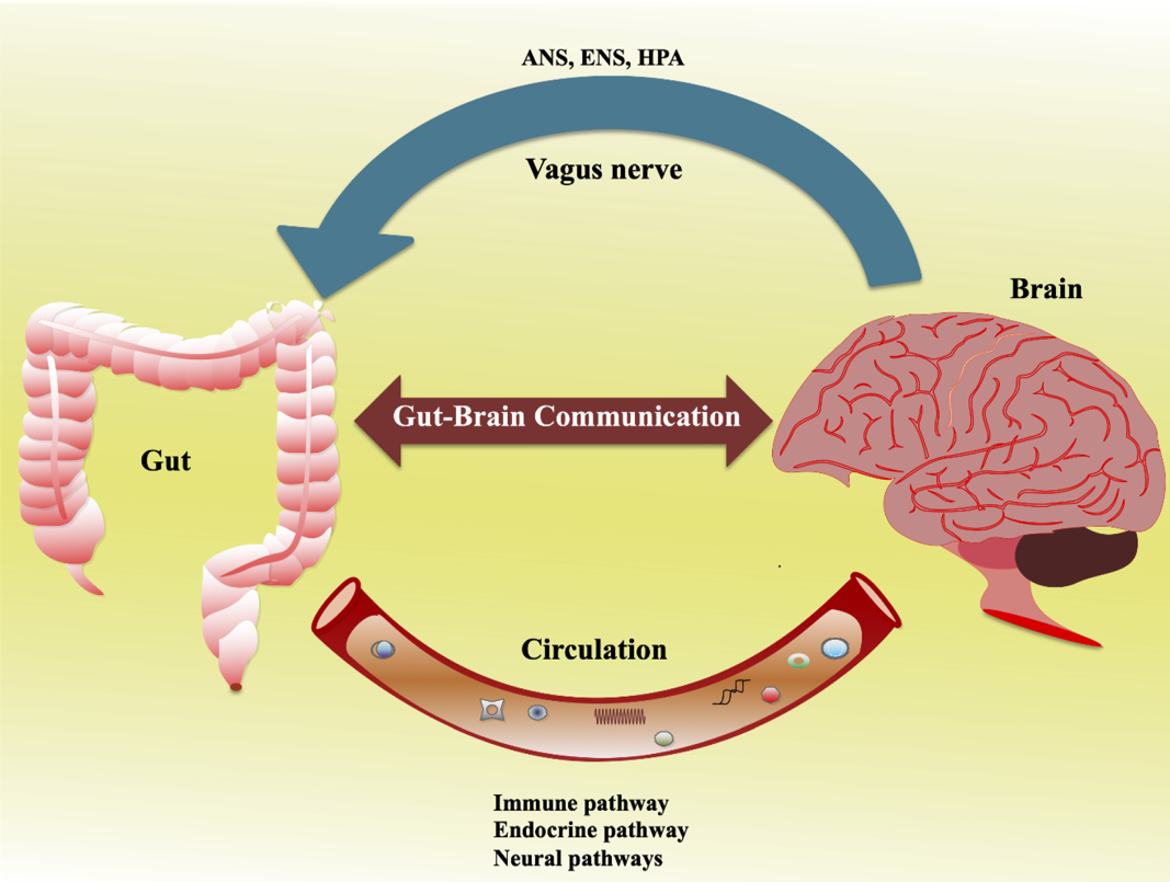 Gut-brain communication Credit: Suganya, Kanmani, and Byung-Soo Koo (CC BY 4.0).