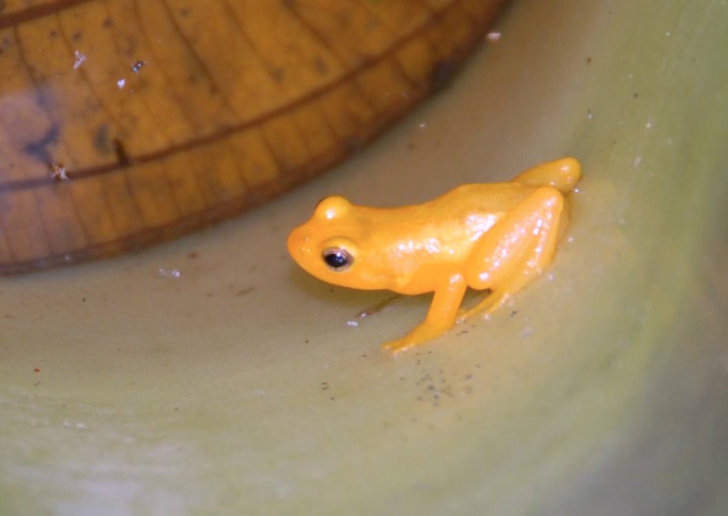 A golden rocket frog, found only in the mist of Kaieteur National Park. Guyana's vast, largely untouched rainforests shelter an extraordinary array of wildlife, much of it found nowhere else on Earth.
