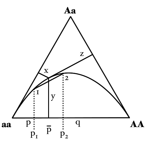 The De Finetti diagram, which plots genotype frequencies against allele frequency. Populations at equilibrium fall on the curve; departure from it is the observation that requires explanation.