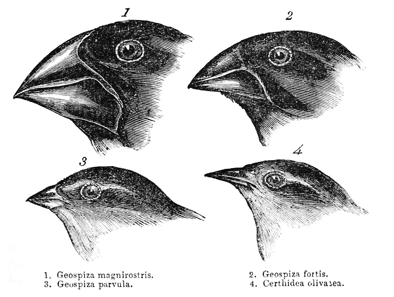 Darwin's finches. Population genetics measures evolutionary change as departure from the Hardy-Weinberg baseline, which is what allows the strength of selection to be quantified rather than merely asserted.