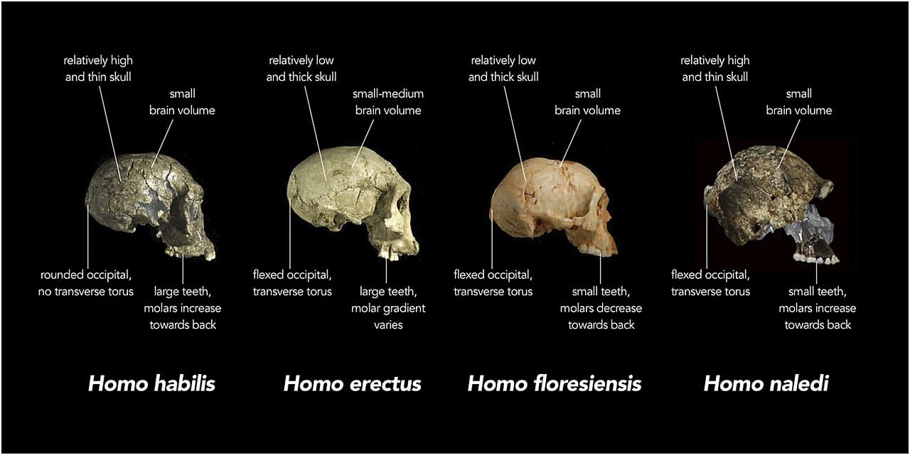 The skull of Homo naledi compared with other early Homo species. The brain size is the fact that makes the burial claim consequential, since mortuary behaviour has been tied to encephalisation.
