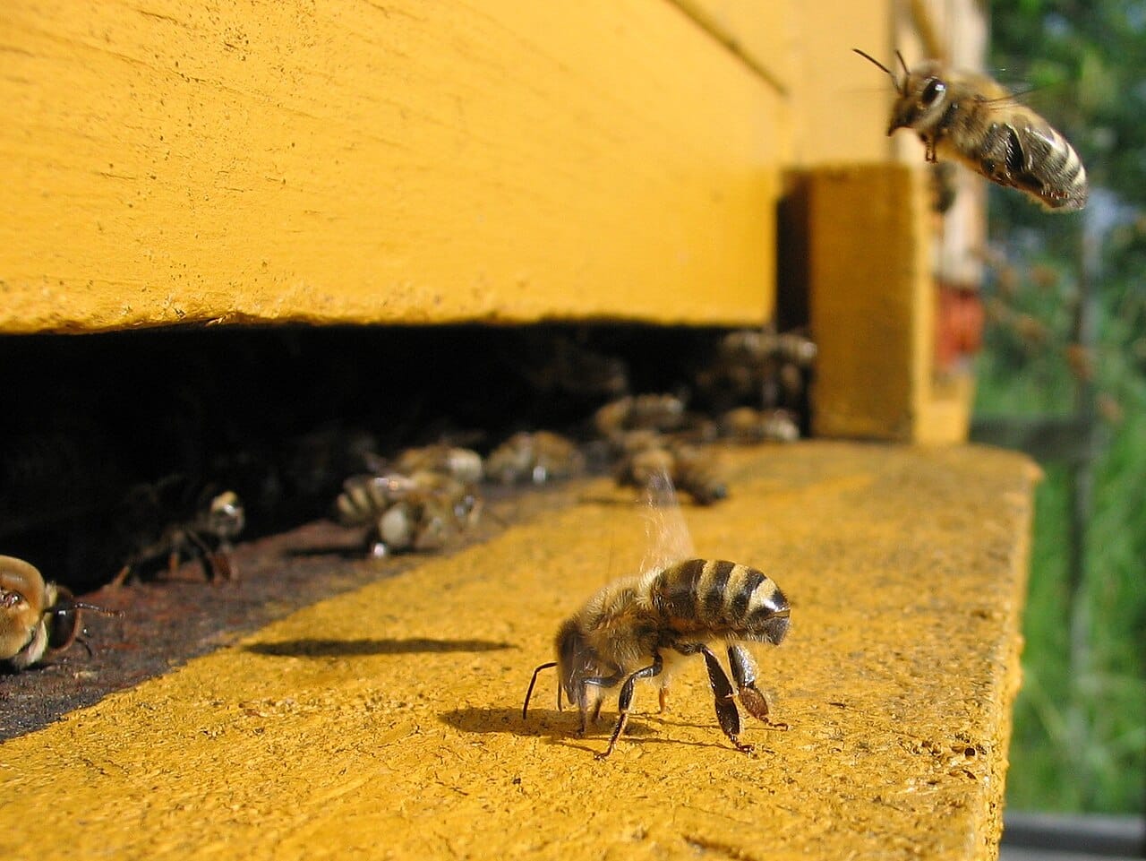 Workers fanning at the hive entrance. Colonies cool the nest by evaporating water and moving air, and heat it by shivering the flight muscles.