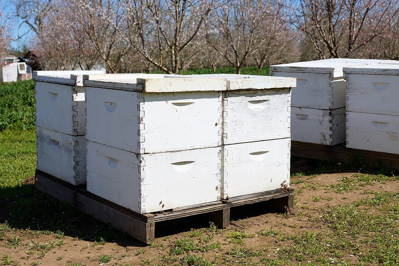Commercial hives in an almond orchard. Managed colonies are transported across continents to pollinate crops, which is the largest single deployment of a domesticated insect anywhere.