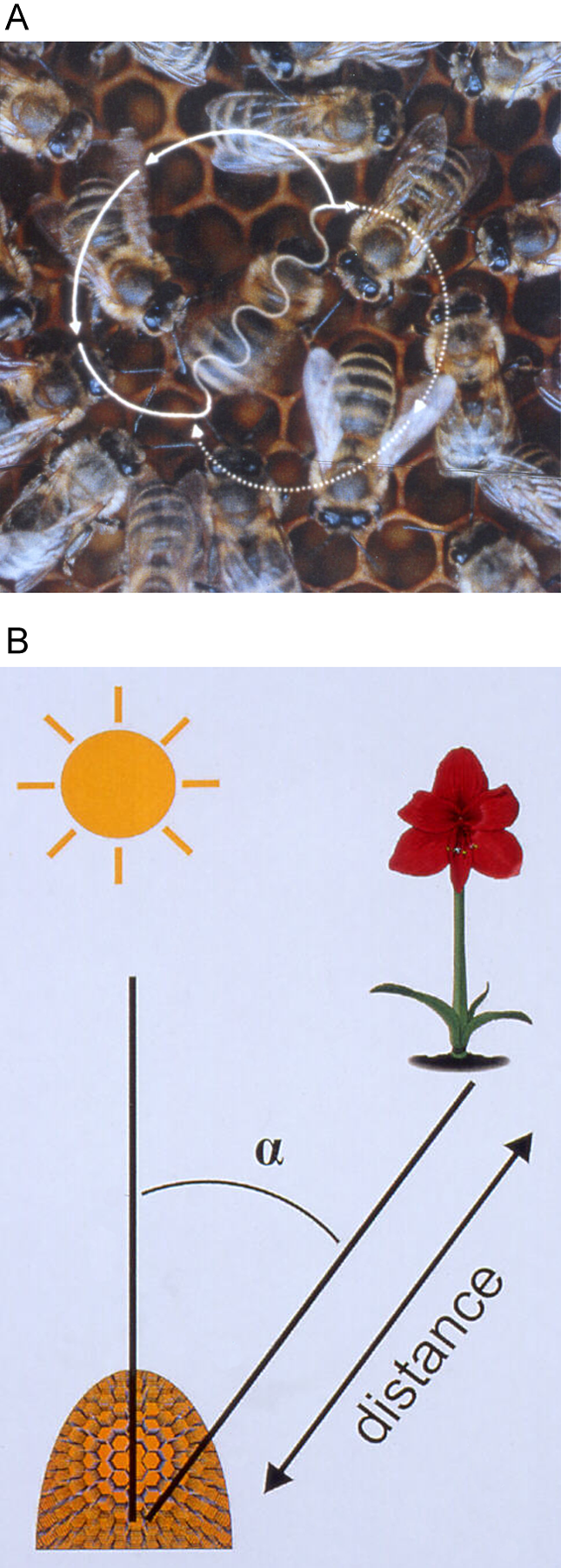 The waggle dance. The angle of the straight run against vertical in the dark hive corresponds to the angle of the food source against the sun, and the duration of the run encodes distance.