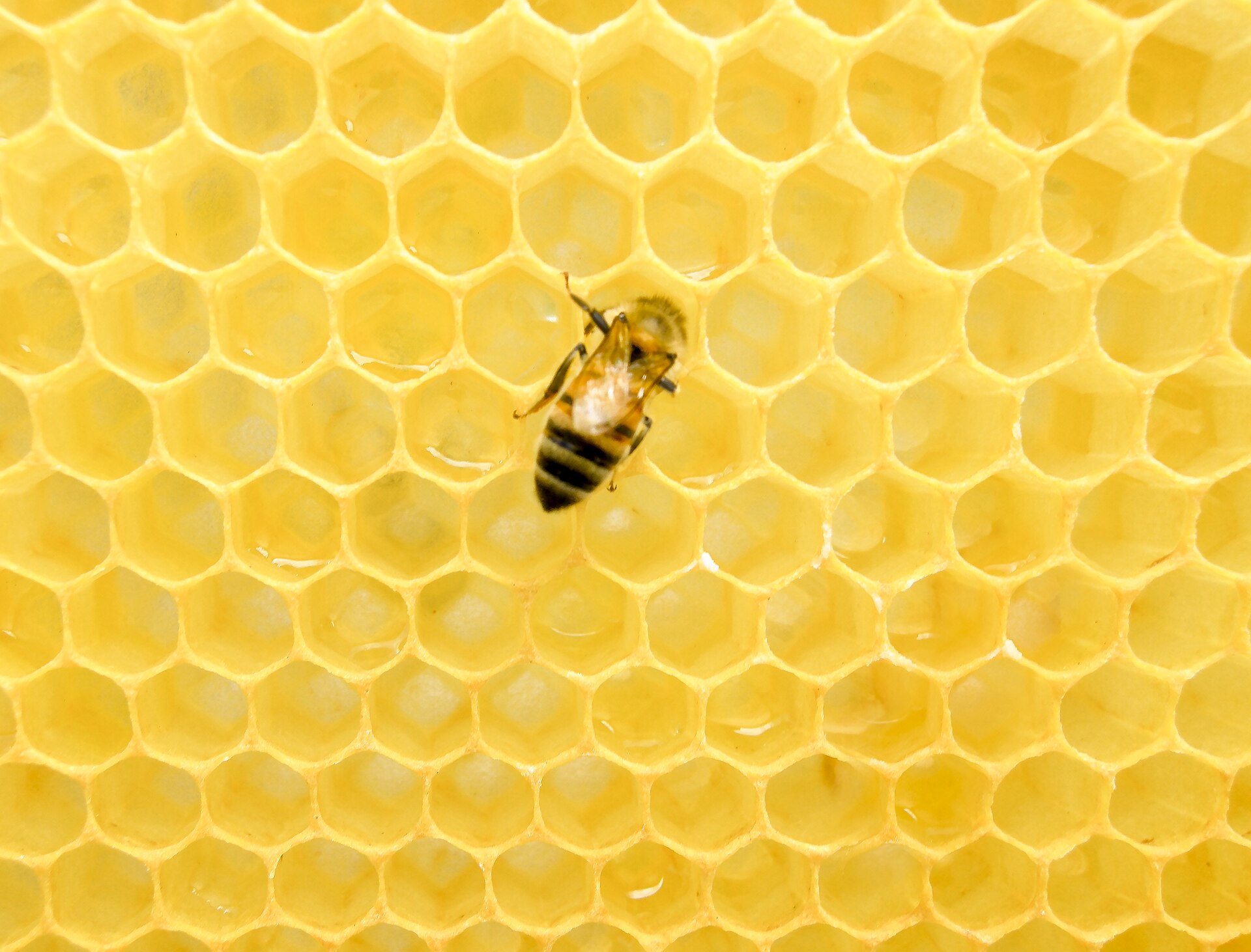 A western honey bee on honeycomb, the hexagonal wax structure where honey is stored and young are raised. Credit: Matthew T Rader (CC BY-SA 4.0).